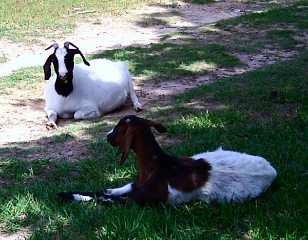 boer-goat-2006-lucy-rosie.jpg