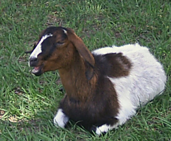 boer-goat-2006-rosie2.jpg
