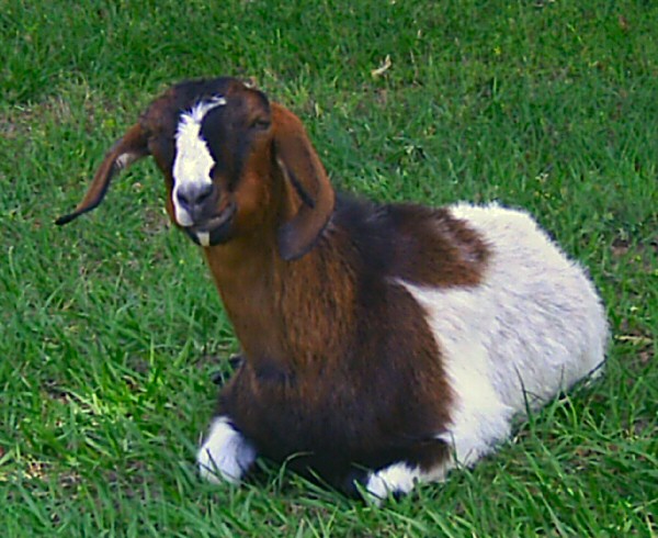 boer-goat-2006-rosie3.jpg