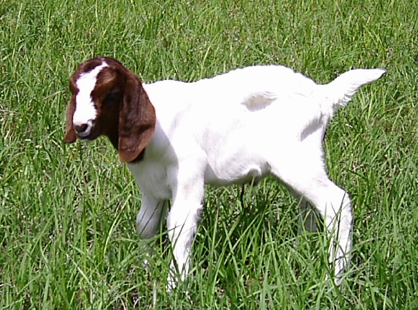 boer-goat-babies-2006f.jpg