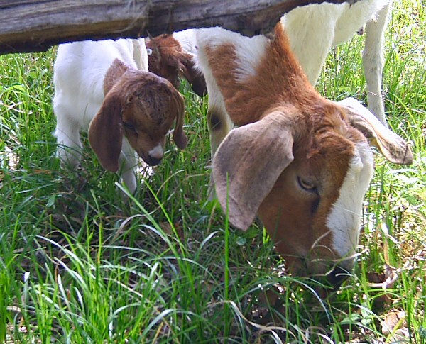 boer-goat-babies-2006j-girl-dolly.jpg