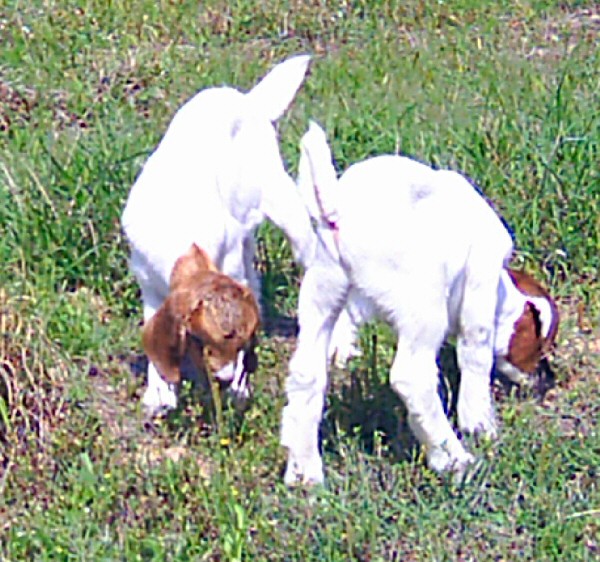 boer-goat-babies-2006l.jpg
