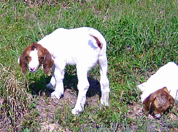 boer-goat-babies-2006m.jpg