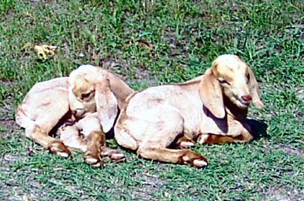 boer-goat-babies-2006n.jpg