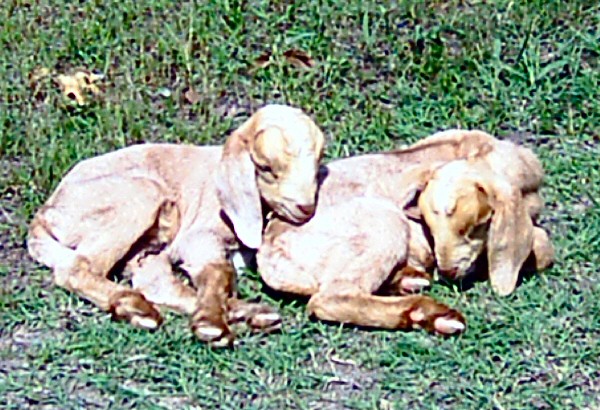 boer-goat-babies-2006o.jpg