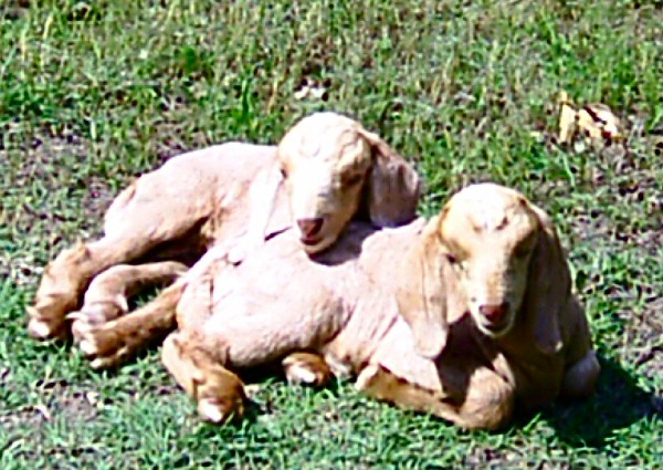 boer-goat-babies-2006p.jpg