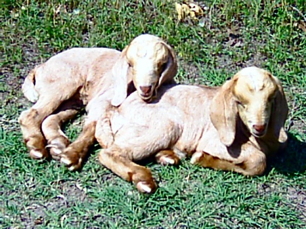 boer-goat-babies-2006r.jpg