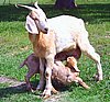 boer-goat-2006-daisy-babies.jpg