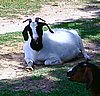 boer-goat-2006-lucy.jpg