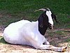 boer-goat-2006-lucy2.jpg