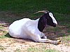 boer-goat-2006-lucy3.jpg