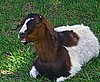 boer-goat-2006-rosie.jpg