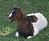 boer-goat-2006-rosie2.jpg