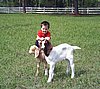 boer-goat-babies-2006c-aj.jpg