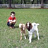 boer-goat-babies-2006d-aj.jpg