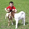 boer-goat-babies-2006e-aj.jpg
