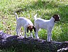 boer-goat-babies-2006h.jpg