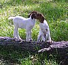 boer-goat-babies-2006i.jpg