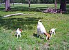 boer-goat-babies-2006k.jpg