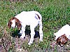 boer-goat-babies-2006m.jpg