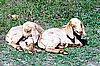 boer-goat-babies-2006n.jpg