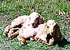 boer-goat-babies-2006p.jpg