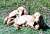 boer-goat-babies-2006q.jpg