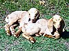 boer-goat-babies-2006r.jpg