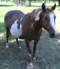 paint horse for sale