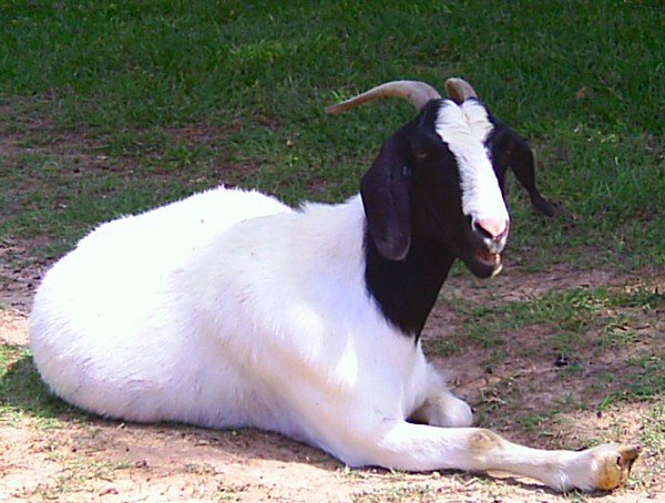 boer-goat-2006-lucy2.jpg