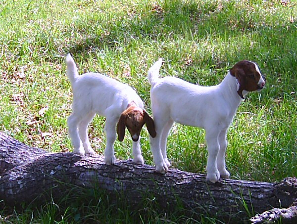 boer-goat-babies-2006h.jpg