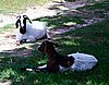 boer-goat-2006-lucy-rosie.jpg