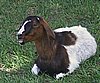 boer-goat-2006-rosie2.jpg