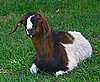 boer-goat-2006-rosie3.jpg