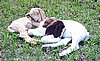 boer-goat-babies-2006a.jpg