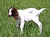 boer-goat-babies-2006f.jpg