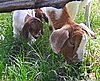 boer-goat-babies-2006j-girl-dolly.jpg