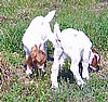 boer-goat-babies-2006l.jpg