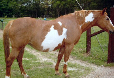 paint horse for sale
